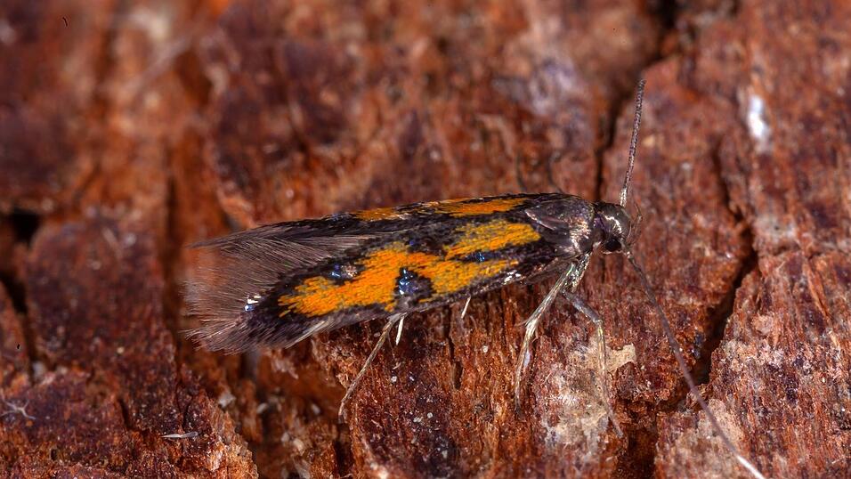 Der Nachtfalter Chrysoclista gabretica wurde weltweit erst viermal registriert - im Bayerwald gelang nun das erste Lebendbild. Der Nachtfalter Chrysoclista gabretica wurde weltweit erst viermal registriert - im Bayerwald gelang nun das erste Lebendbild.