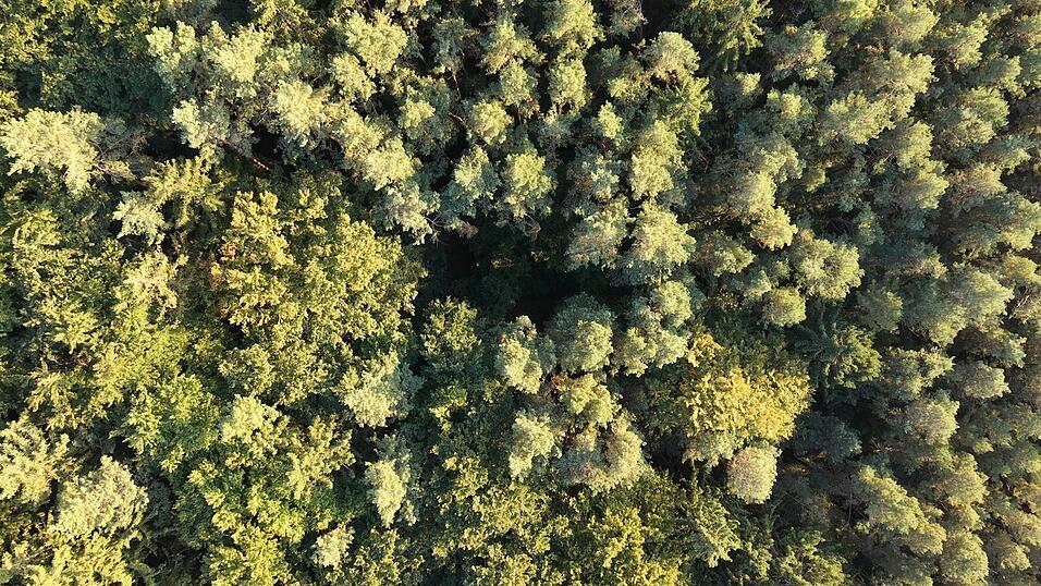 Ein Waldstück im Landkreis von oben. Ein Waldstück im Landkreis von oben.