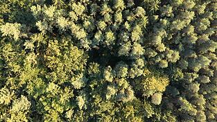 Ein Waldstück im Landkreis von oben. Ein Waldstück im Landkreis von oben.