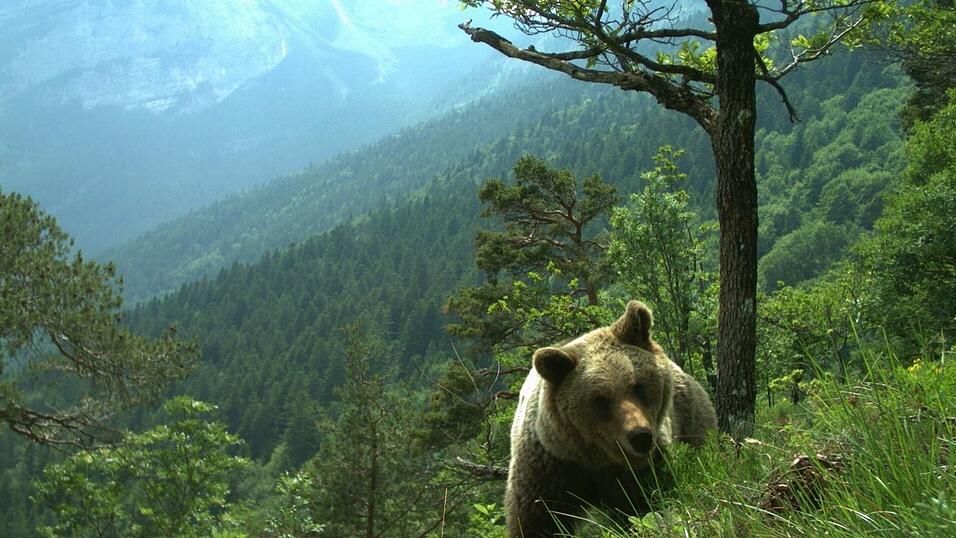 Mehrfach gab es im Trentino Attacken von Bären auf Menschen. (Symbolfoto) Mehrfach gab es im Trentino Attacken von Bären auf Menschen. (Symbolfoto)