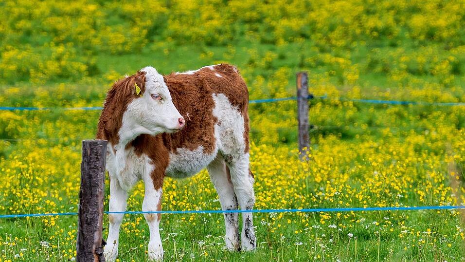 Nach einer kurzen Pause kehrt in Bayern der Fr&uuml;hling zur&uuml;ck. (Archivbild)