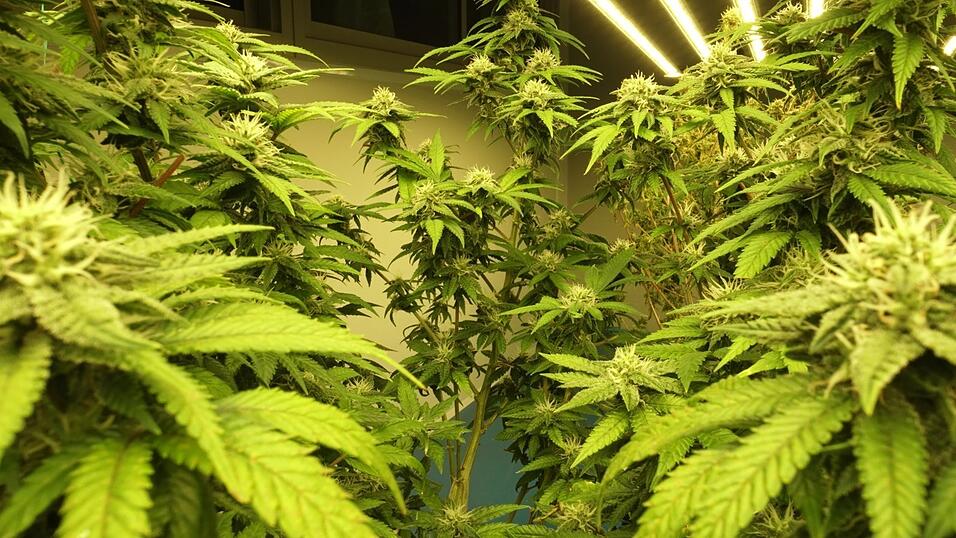 Marihuana-Gelüste bringen 19-Jährigen vor Landshuter Gericht. Marihuana-Gelüste bringen 19-Jährigen vor Landshuter Gericht.