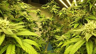 Marihuana-Gelüste bringen 19-Jährigen vor Landshuter Gericht.