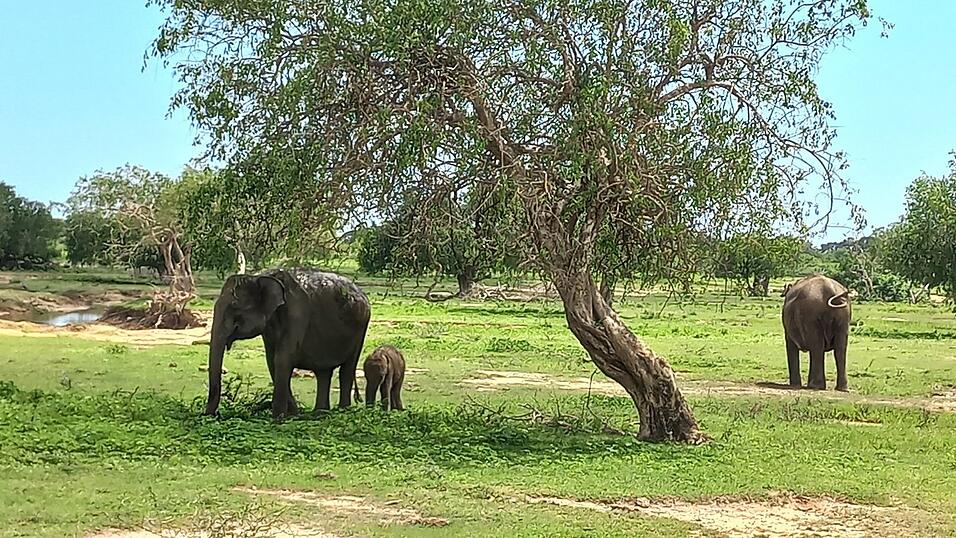 Fotos von Katis Safari im Yala-Nationalpark. Dabei sah die Weltreisende viele wilde Tiere, war aber von vielen anderen Fahrzeugen umgeben.