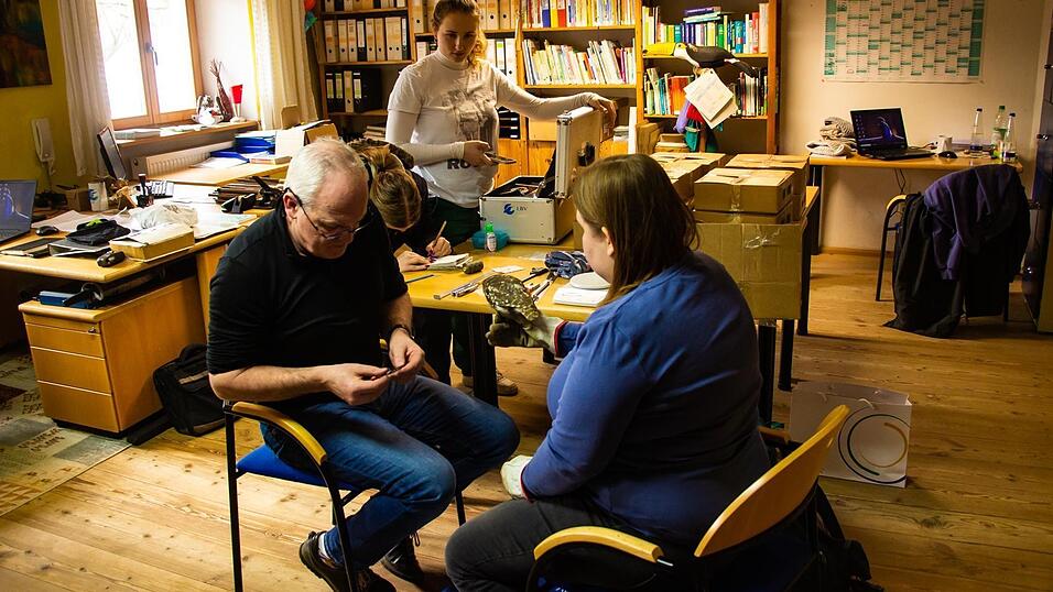 Markus Schmidberger vermisst die Flügellänge eines Steinkauzes. Markus Schmidberger vermisst die Flügellänge eines Steinkauzes.