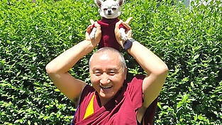 Der buddhistische Lehrer Geshe Tenzin Zopa segnet die Tiere. Der buddhistische Lehrer Geshe Tenzin Zopa segnet die Tiere.