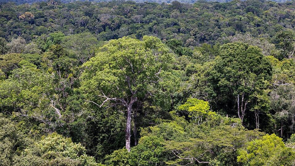 Bedroht: Ein Baum steht im Regenwald in Brasilien. (Archivbild)