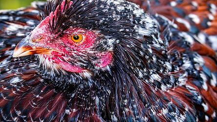 Das Huhn blieb zurück: Geflügellos floh der gescheiterte Langfinger.