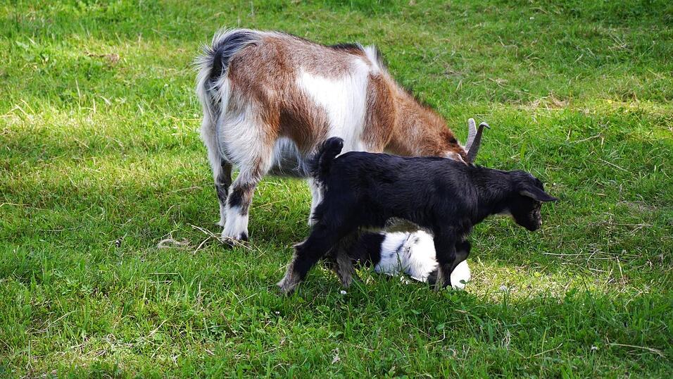 Im Erlebnispark Volgsam gibt es viele Tiere zu sehen und zu streicheln. Im Erlebnispark Volgsam gibt es viele Tiere zu sehen und zu streicheln.