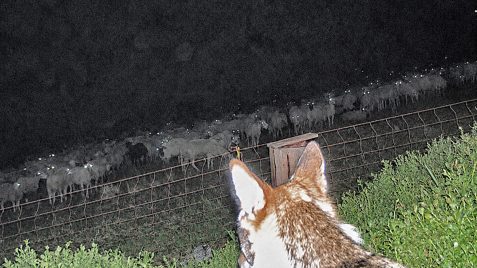 Bis auf wenige Meter näherte sich ein Wolf einer Schafherde, die von einem Steckzaun zusammengehalten wird. Bis auf wenige Meter näherte sich ein Wolf einer Schafherde, die von einem Steckzaun zusammengehalten wird.