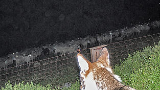 Bis auf wenige Meter näherte sich ein Wolf einer Schafherde, die von einem Steckzaun zusammengehalten wird. Bis auf wenige Meter näherte sich ein Wolf einer Schafherde, die von einem Steckzaun zusammengehalten wird.