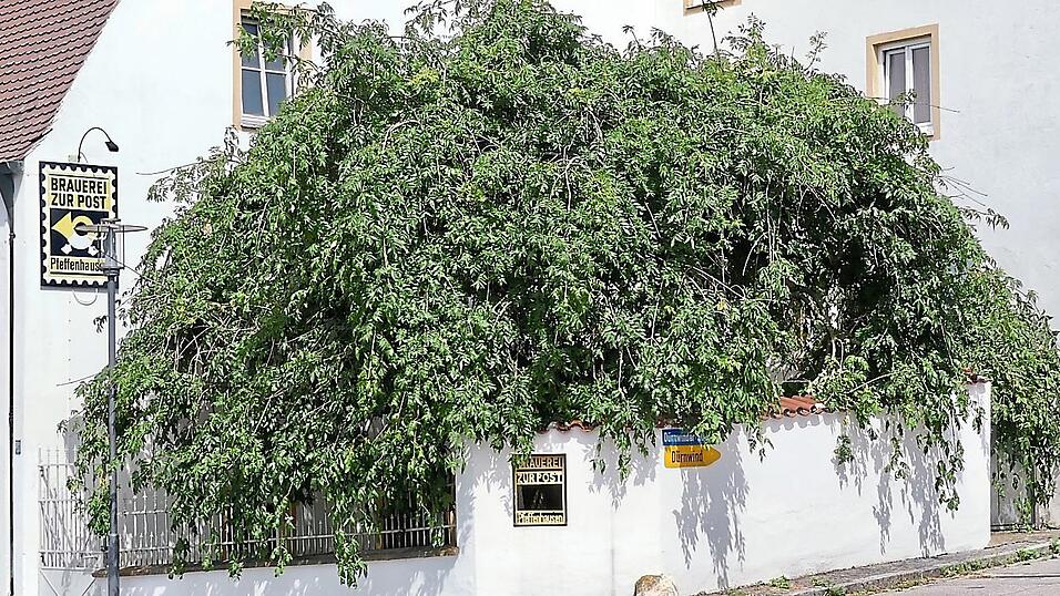 Unscheinbarer Naturschatz am Stra&szlig;enrand.