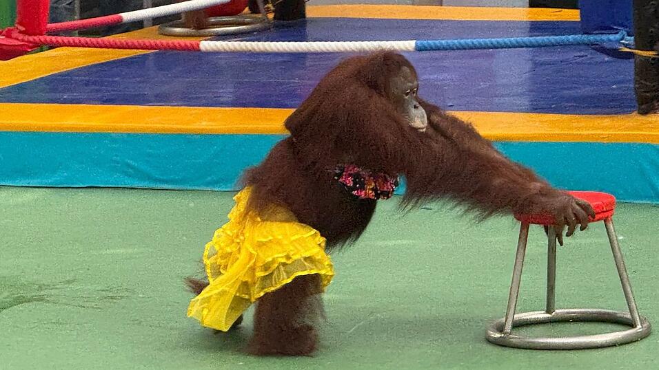 Ein Orang-Utan-Weibchen bei einer umstrittenen B&uuml;hnenshow.