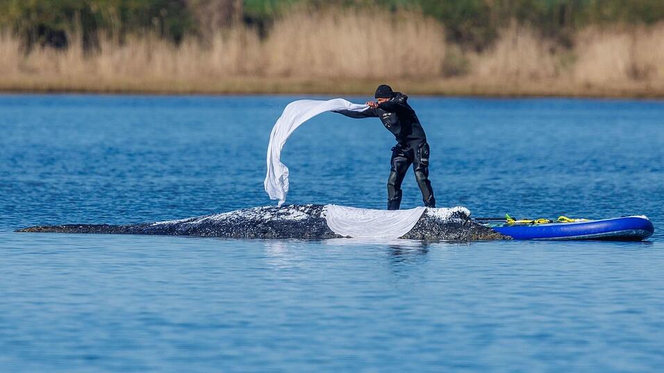 Helfer bedeckten den Wal zum Schutz vor der Sonne mit nassen T&uuml;chern.