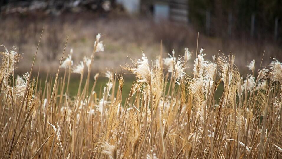 Die Natur zum Frühlingsanfang in Straubing - eine Fototour.