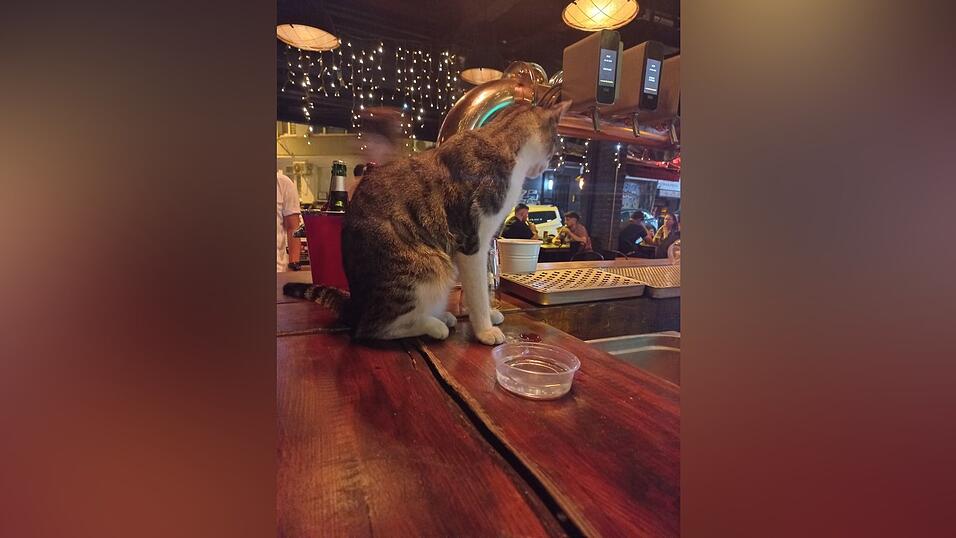 Man trifft sie wirklich überall an: Katzen in Istanbul.