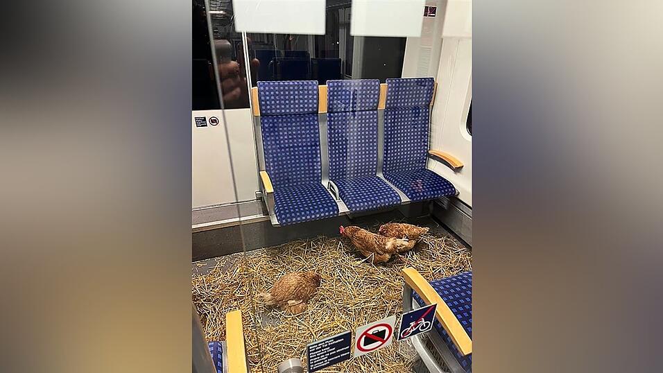 «Die Eier sind 1. Klasse», schrieb die Deutsche Bahn auf Instagram zu den zurückgelassenen Hühnern. «Die Eier sind 1. Klasse», schrieb die Deutsche Bahn auf Instagram zu den zurückgelassenen Hühnern.