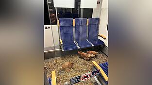 «Die Eier sind 1. Klasse», schrieb die Deutsche Bahn auf Instagram zu den zurückgelassenen Hühnern.