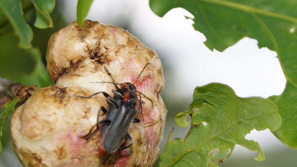Die eigentümlichen Gebilde an zahlreichen Eichenbäumen in der Region sind die Kinderstuben der Eichenschwammgallwespen. Die eigentümlichen Gebilde an zahlreichen Eichenbäumen in der Region sind die Kinderstuben der Eichenschwammgallwespen.