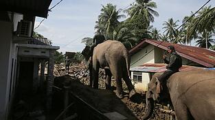 In den betroffenen Gebieten im Norden Sumatras gibt es stellenweise nur für Elefanten ein Durchkommen. In den betroffenen Gebieten im Norden Sumatras gibt es stellenweise nur für Elefanten ein Durchkommen.