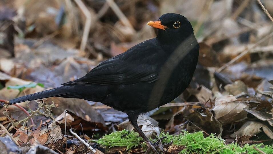 Die Amsel ist ein häufiger Gast in Gärten, doch mancherorts zeigt sie sich seltener. (Symbolbild) Die Amsel ist ein häufiger Gast in Gärten, doch mancherorts zeigt sie sich seltener. (Symbolbild)