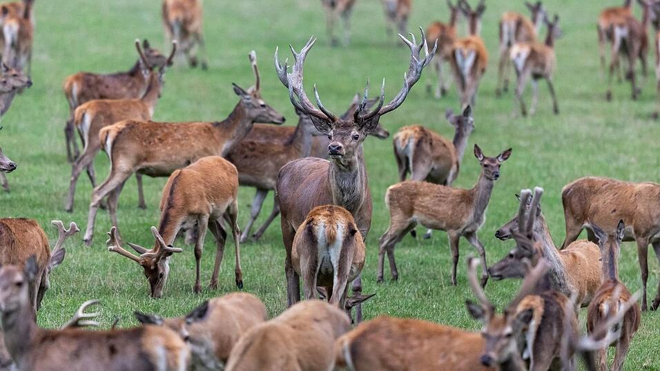 Die Mitglieder des bayerischen Jagdverbandes w&auml;hlen ihren Pr&auml;sidenten. Favorit ist Amtsinhaber Ernst Weidenbusch.  (Symbolbild)