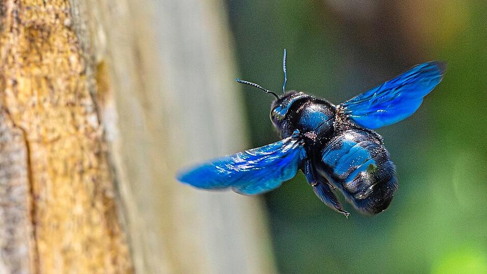 Im Anflug: In sattem Blau schimmern die Fl&uuml;gel der Holzbiene manchmal im Sonnenlicht.