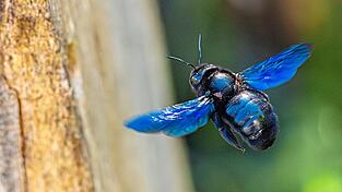 Im Anflug: In sattem Blau schimmern die Fl&uuml;gel der Holzbiene manchmal im Sonnenlicht.