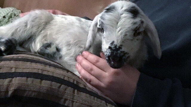 'Flocke' hat eine Veterinärin des Landratsamts Landshut das frisch geborene Lamm genannt, das in der Kälte keine Chance gehabt hätte, zu überleben, und das nun im Haus einer Kollegin versorgt wird. 'Flocke' hat eine Veterinärin des Landratsamts Landshut das frisch geborene Lamm genannt, das in der Kälte keine Chance gehabt hätte, zu überleben, und das nun im Haus einer Kollegin versorgt wird.