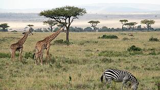 Flugzeuge und Zebras können sich im Nationalpark gefährlich nah kommen. Flugzeuge und Zebras können sich im Nationalpark gefährlich nah kommen.