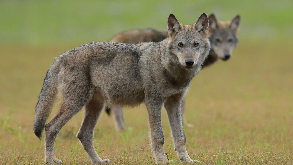Zwei Wolfswelpen stehen auf einem Feld. Zwei Wolfswelpen stehen auf einem Feld.
