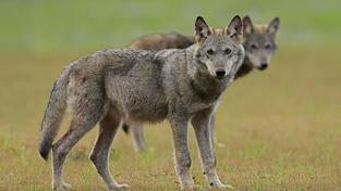 Zwei Wolfswelpen stehen auf einem Feld. Zwei Wolfswelpen stehen auf einem Feld.
