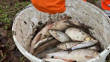 &bdquo;Einige Hundert Fische&ldquo; h&auml;tten er und der Pilstinger Bauhof am 11. Dezember tot im und am K&ouml;llnbach gefunden, sagte B&uuml;rgermeister Martin Hiergeist. Jetzt ist die Todesursache bekannt.