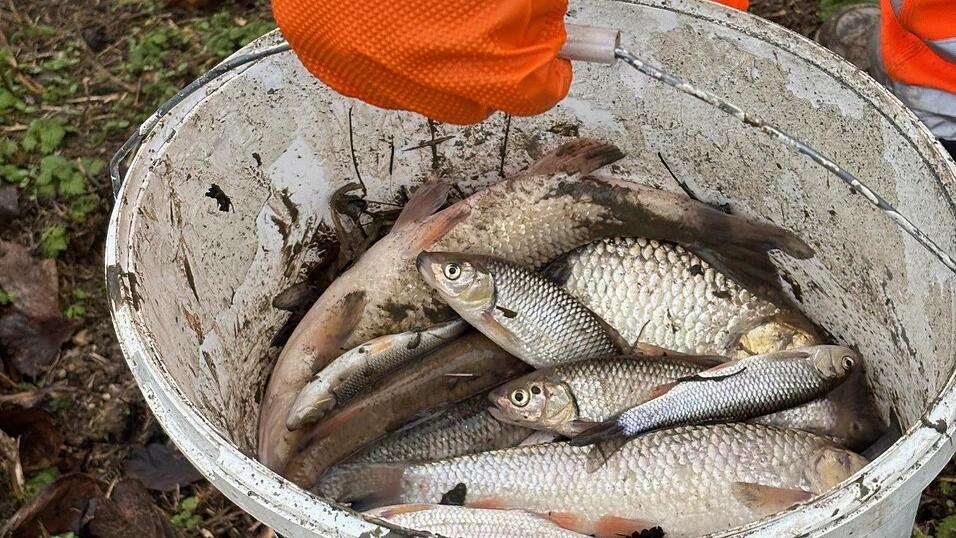 &bdquo;Einige Hundert Fische&ldquo; h&auml;tten er und der Pilstinger Bauhof am 11. Dezember tot im und am K&ouml;llnbach gefunden, sagte B&uuml;rgermeister Martin Hiergeist. Jetzt ist die Todesursache bekannt.