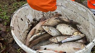 &bdquo;Einige Hundert Fische&ldquo; h&auml;tten er und der Pilstinger Bauhof am 11. Dezember tot im und am K&ouml;llnbach gefunden, sagte B&uuml;rgermeister Martin Hiergeist. Jetzt ist die Todesursache bekannt.