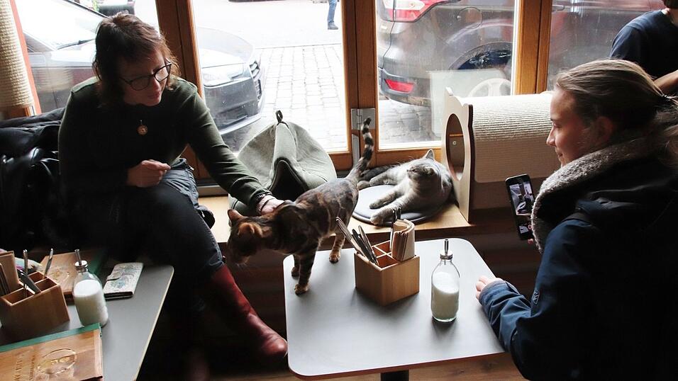 'Kaffee trinken mit Katzen' - das Regensburger Katzencaf&eacute; in der Oberm&uuml;nsterstra&szlig;e hat am 16. Januar er&ouml;ffnet.
