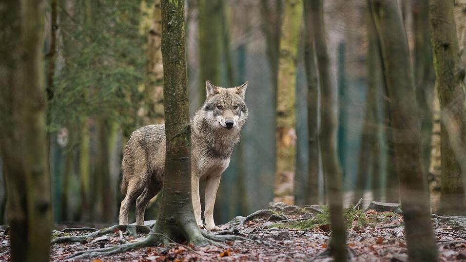 K&uuml;nftig ist der Wolf nicht mehr 'streng gesch&uuml;tzt', der Abschuss wird erleichtert, entschied das EU-Parlament.