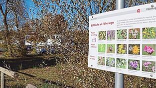 Auf dieser Blühwiese in Vilsbiburg sollen rund 25 bis 30 Parkplätze entstehen. Im Hintergrund ist der Kinderhort zu sehen. Auf dieser Blühwiese in Vilsbiburg sollen rund 25 bis 30 Parkplätze entstehen. Im Hintergrund ist der Kinderhort zu sehen.