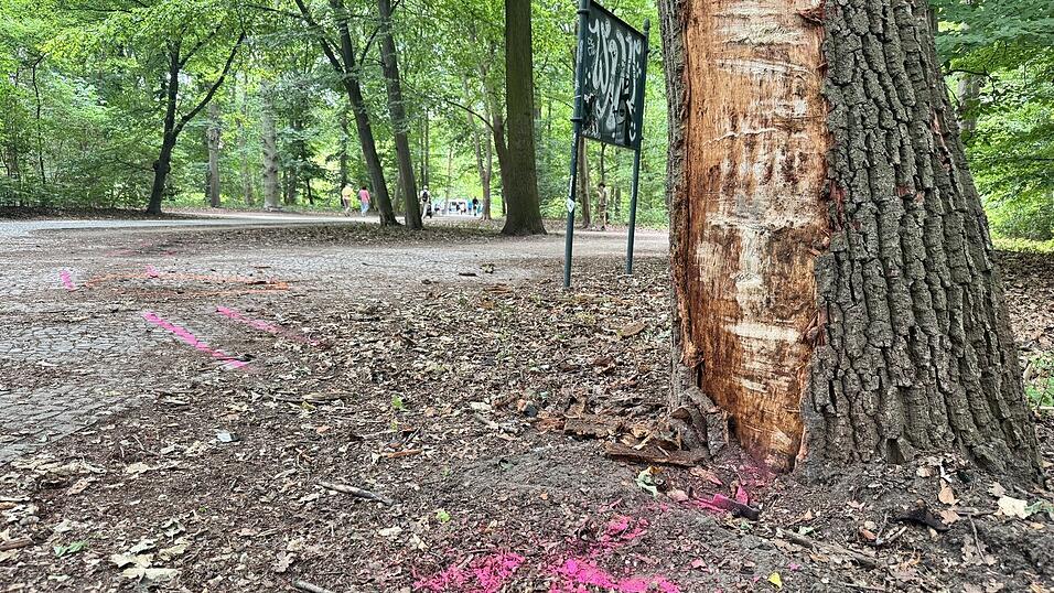 An diesen Baum prallte der Tatverdächtige mit seinem Van, nachdem er in eine Menschenmenge gefahren war. An diesen Baum prallte der Tatverdächtige mit seinem Van, nachdem er in eine Menschenmenge gefahren war.