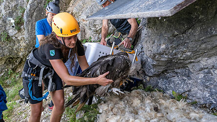 Die jungen Bartgeier sind erfolgreich in ihrer Auswilderungsnische in den Berchtesgadener Alpen angekommen. Sabrina Augenstein, Rangerin im Nationalpark Berchtesgaden, hebt Bartgeier Zierli vorsichtig aus ihrer Transportbox und setzt sie in ihr Nest.