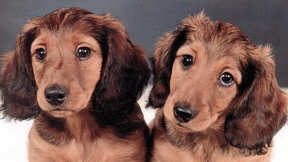 Viele süße Dackelwelpen haben ihren Geburtsort in Gergweis. Viele süße Dackelwelpen haben ihren Geburtsort in Gergweis.