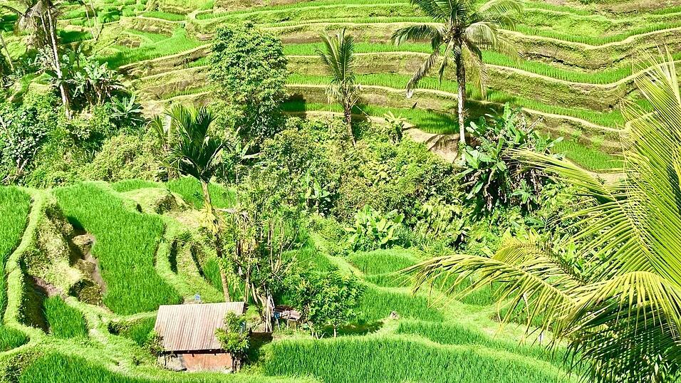 Bali ist bei Urlaubern aus aller Welt wegen seiner herrlichen Landschaften und idyllischen Reisterrassen beliebt. (Archivbild)