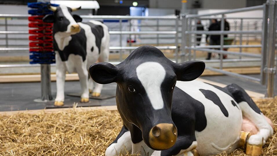 Wegen eines Falls von Maul- und Klauenseuche in Brandenburg waren etliche Tiere dieses Jahr nicht auf der Gr&uuml;nen Messe vertreten - oder eben nur als Attrappe. (Archivbild)