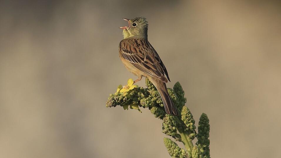 Ende April kehren die Bodenbr&uuml;ter mit dem olivgr&uuml;nen Kopf aus ihren Winterquartieren in Afrika nach Bayern zur&uuml;ck. (Handout)