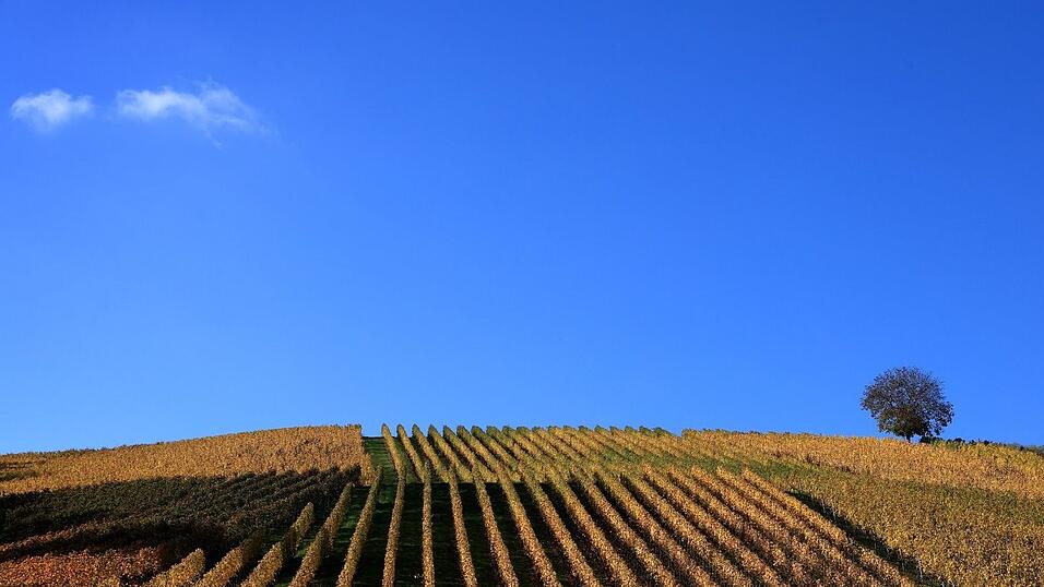 Der Weinanbau erhält auch die Kulturlandschaft. (Archivbild) Der Weinanbau erhält auch die Kulturlandschaft. (Archivbild)
