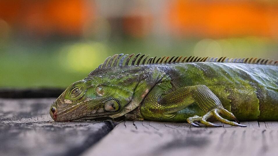 In S&uuml;dflorida gelten die Tiere als Plage. (Archivfoto)