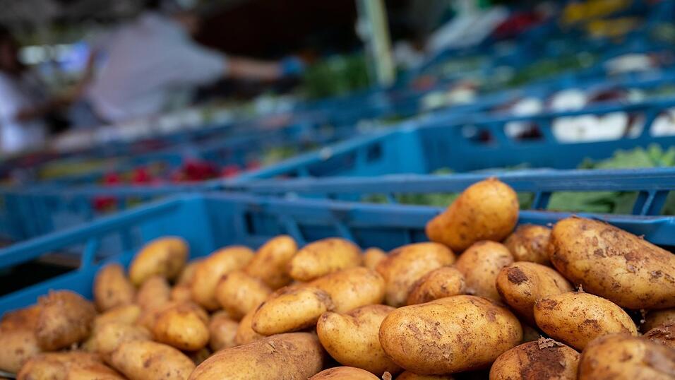 Die Kartoffeln auf Bayerns Feldern litten unter der schwierigen Witterung. (Symbolbild) Die Kartoffeln auf Bayerns Feldern litten unter der schwierigen Witterung. (Symbolbild)