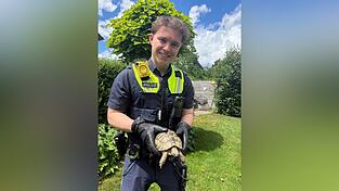 Das Tier ist gegenw&auml;rtig in der Obhut der Polizei.