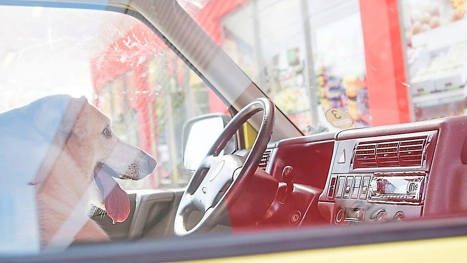 Gef&auml;hrliches Gef&auml;ngnis: Werden Tiere im Sommer im Auto zur&uuml;ckgelassen, kann der sich aufheizende Innenraum schnell zur Gefahr werden.