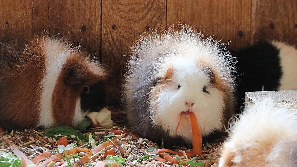 CH-Teddys ist eine Schweizer Meerschweinchenrasse - bezeichnend für sie sind die abstehenden, krausen Fellhaare.